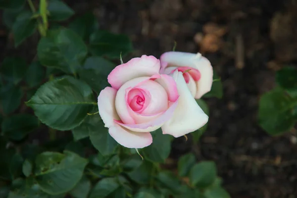 Jardín Rosas Guldemondplantsoen Como Monumento Nacional Boskoop Los Países Bajos —  Fotos de Stock