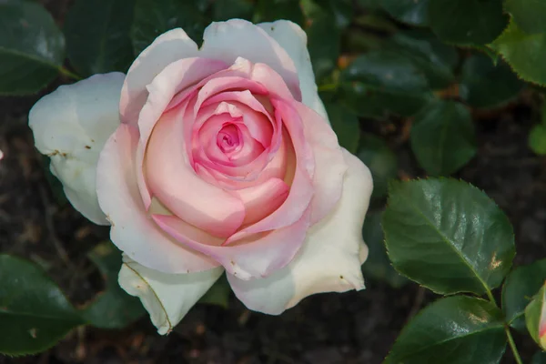 Jardín Rosas Guldemondplantsoen Como Monumento Nacional Boskoop Los Países Bajos — Foto de Stock