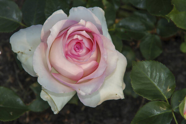 Rose garden Guldemondplantsoen as national monument in Boskoop in the Netherlands with rose variety Ragazza