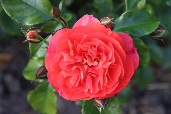 Rose Garden Guldemondplantsoen National Monument Boskoop Netherlands Rose Variety Gebruder — Stock Photo, Image