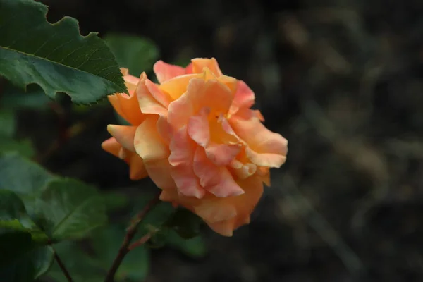 Jardín Rosas Guldemondplantsoen Como Monumento Nacional Boskoop Los Países Bajos — Foto de Stock