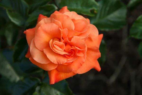 Rózsakert Guldemondplantsoen Mint Nemzeti Emlékmű Hollandiai Boskoop Ban Westzeit Rózsafajtával — Stock Fotó