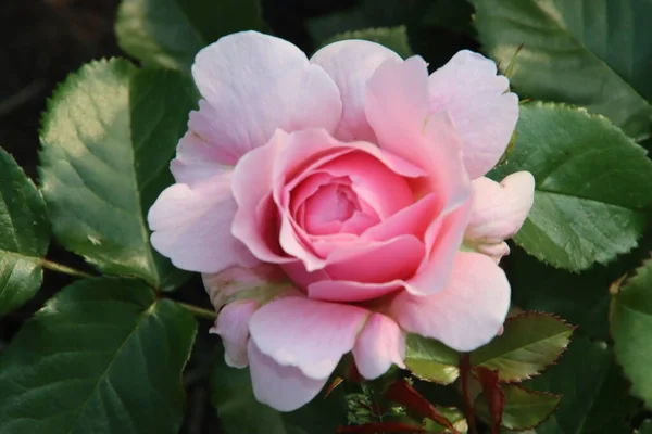 Rosengarten Guldemondplantsoen Als Nationaldenkmal Boskoop Den Niederlanden Mit Rosensorte Rosemantic — Stockfoto