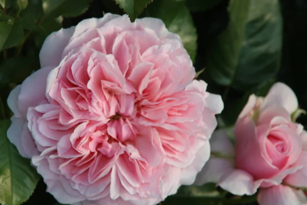 Rose Garden Guldemondplantsoen National Monument Boskoop Netherlands Rose Variety Rosemantic — Stock Photo, Image