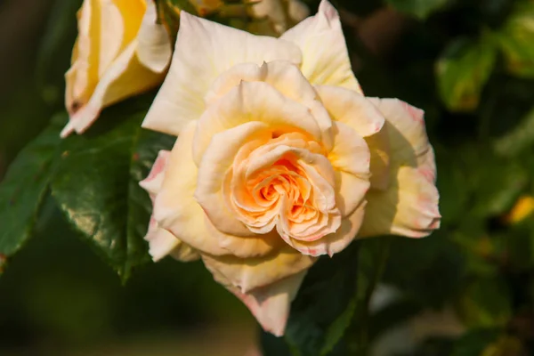 Jardín Rosas Guldemondplantsoen Como Monumento Nacional Boskoop Los Países Bajos — Foto de Stock