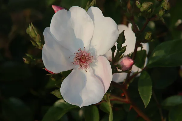 Розовый Сад Guldemondplantsoen Национальный Памятник Боскупе Нидерландах Сортом Роз Sweet — стоковое фото