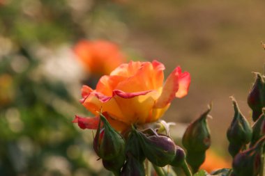 Gül bahçesi Guldemondplantsoen Hollanda, Boskoop 'ta gül çeşitliliğindeki Gartenspass ile ulusal anıt olarak