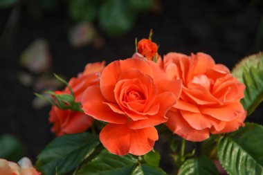 Gül bahçesi Guldemondplantsoen Hollanda 'nın Boskoop şehrinde ulusal anıt olarak kullanıldı.