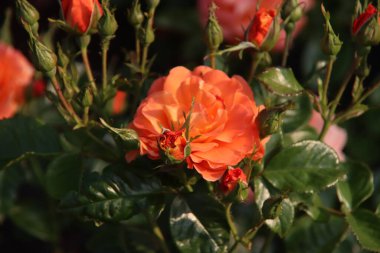 Gül bahçesi Guldemondplantsoen Hollanda 'nın Boskoop şehrinde ulusal anıt olarak kullanıldı.