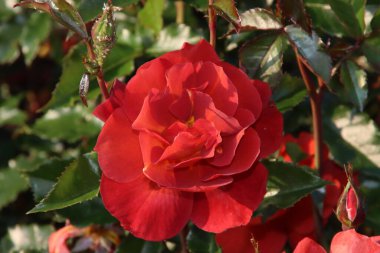 Gül bahçesi Guldemondplantsoen Hollanda 'nın Boskoop şehrinde gül çeşitliliğindeki King' s Macc ile ulusal bir anıt oldu.