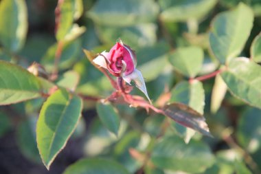 Rose garden Guldemondplantsoen as national monument in Boskoop in the Netherlands with rose variety Eliza