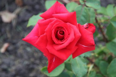 Gül bahçesi Guldemondplantsoen Hollanda 'nın Boskoop şehrinde ulusal anıt olarak kullanıldı.