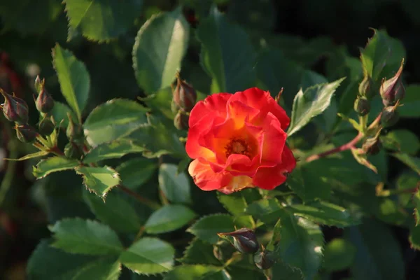 荷兰博斯库普的一个国家纪念碑 玫瑰花园 五花八门 充满爱心的夏天 — 图库照片