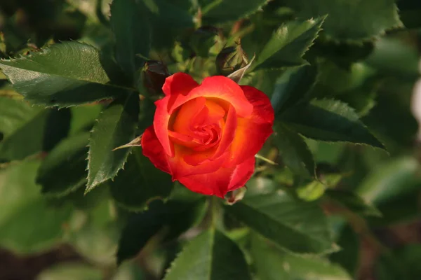 Rosenträdgården Guldemondplantsoen Som Nationalmonument Boskoop Nederländerna Med Rosensorten Summer Love — Stockfoto