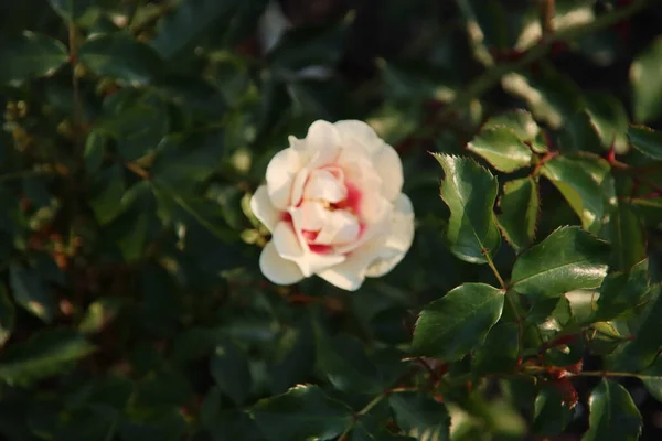 Jardin Roses Guldemondplantsoen Comme Monument National Boskoop Aux Pays Bas — Photo
