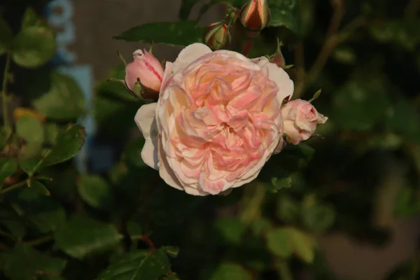 Růžová Zahrada Guldemondplantsoen Jako Národní Památka Boskoop Nizozemsku Růžovou Odrůdou — Stock fotografie