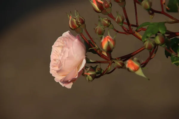 Розовый Сад Guldemondplantsoen Национальный Памятник Боскупе Нидерландах Сортом Роз New — стоковое фото
