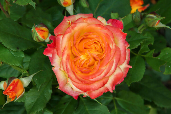 Rose garden Guldemondplantsoen as national monument in Boskoop in the Netherlands with rose variety Gartenspass