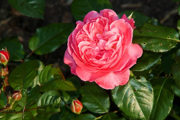 Rose Garden Guldemondplantsoen National Monument Boskoop Netherlands Rose Variety Flora — Stock Photo, Image