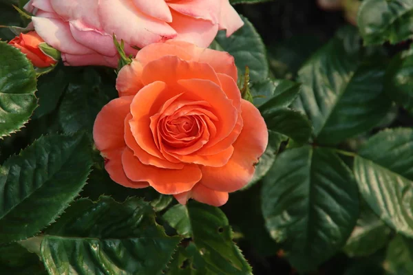 Rose Trädgård Guldemondplantsoen Som Nationellt Monument Boskoop Nederländerna Med Ros — Stockfoto