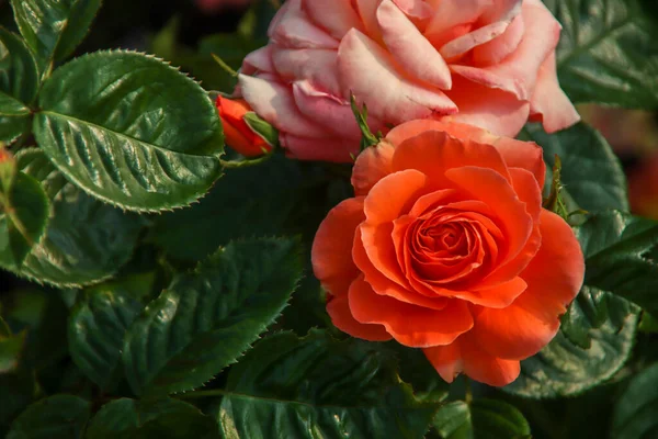 Jardín Rosas Guldemondplantsoen Como Monumento Nacional Boskoop Los Países Bajos — Foto de Stock