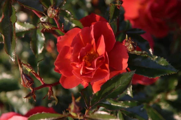荷兰博斯库普的国家纪念碑是玫瑰园 园中的玫瑰品种是国王的苹果树 — 图库照片