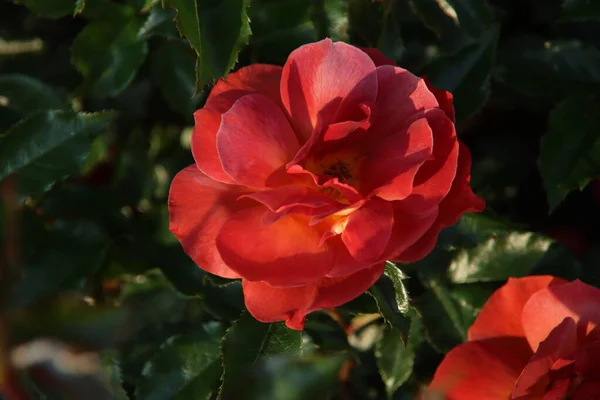 荷兰博斯库普的国家纪念碑是玫瑰园 园中的玫瑰品种是国王的苹果树 — 图库照片