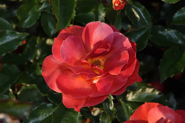 Rose Garden Guldemondplantsoen National Monument Boskoop Netherlands Rose Variety King — Stock Photo, Image