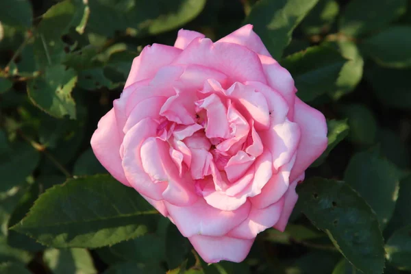 バラの品種とオランダのボスコップの国立記念碑としてバラ園Guldemdplantsoen Eliza — ストック写真