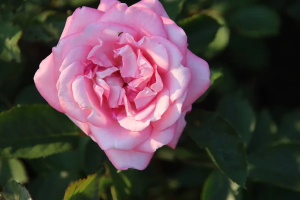 Růžová Zahrada Guldemondplantsoen Jako Národní Památka Boskoop Nizozemsku Růžovou Odrůdou — Stock fotografie