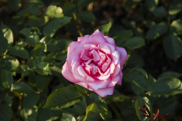Jardín Rosas Guldemondplantsoen Como Monumento Nacional Boskoop Los Países Bajos —  Fotos de Stock