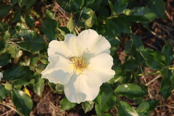 Rose Garden Guldemondplantsoen National Monument Boskoop Netherlands Rose Variety Roland — Stock Photo, Image