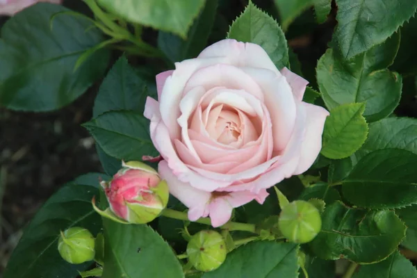 Růžová Zahrada Guldemondplantsoen Jako Národní Památka Boskoop Nizozemsku Růžovou Odrůdou — Stock fotografie