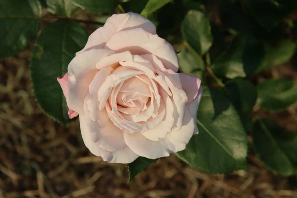 Růžová Zahrada Guldemondplantsoen Jako Národní Památka Boskoop Nizozemsku Růžovou Odrůdou — Stock fotografie