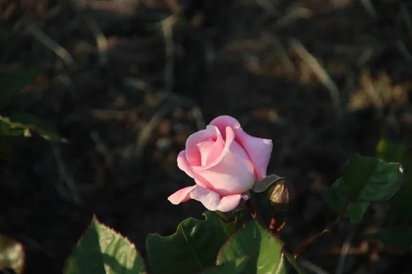 Розовый Сад Guldemondplantsoen Национальный Памятник Боскупе Нидерландах Сортом Роз Rosengrafin — стоковое фото