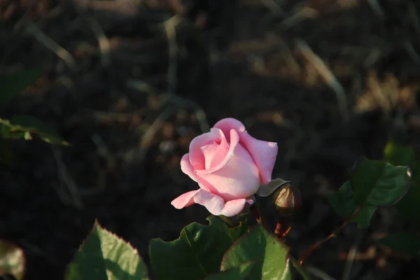 Rosengarten Guldemondplantsoen Als Nationaldenkmal Boskoop Den Niederlanden Mit Rosengrafin Marie — Stockfoto