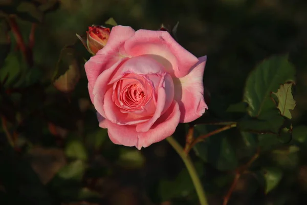 Jardín Rosas Guldemondplantsoen Como Monumento Nacional Boskoop Los Países Bajos — Foto de Stock