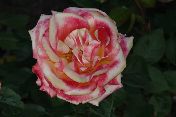 Jardín Rosas Guldemondplantsoen Como Monumento Nacional Boskoop Los Países Bajos — Foto de Stock