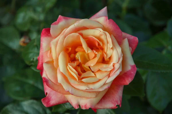 Rosengarten Guldemondplantsoen Als Nationaldenkmal Boskoop Den Niederlanden Mit Rosensorte Pullman — Stockfoto