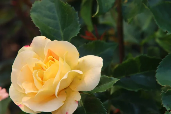 Rose Trädgård Guldemondplantsoen Som Nationellt Monument Boskoop Nederländerna Med Ros — Stockfoto