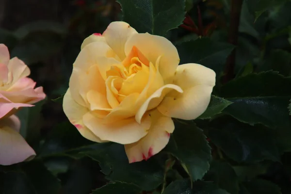 Jardín Rosas Guldemondplantsoen Como Monumento Nacional Boskoop Los Países Bajos — Foto de Stock