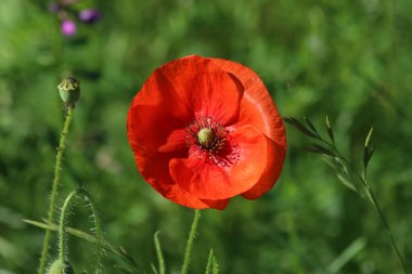 İlkbaharda Gouda yakınlarındaki A20 otoyolu boyunca vahşi doğada kırmızı haşhaş çiçeği.