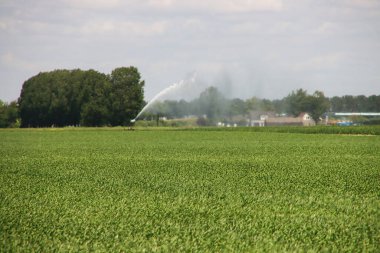 Zuidplas Belediyesi tarafından 8000 ev inşa edilen Gouda ve Rotterdam arasındaki Hollanda Zuidplaspolder 'ın en alçak polderi.