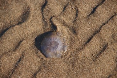 Hollanda 'daki Katwijk kumsalında denizanası.