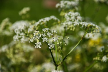 Hollanda 'da yol kenarında ekilmemiş yabani sedum çiçekleri
