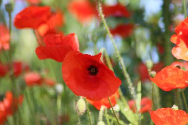 İlkbaharda Gouda yakınlarındaki A20 otoyolu boyunca vahşi doğada kırmızı haşhaş çiçeği.