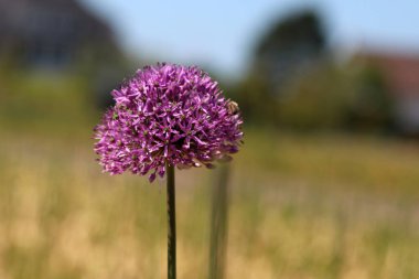 Hollanda 'nın Noordwijk şehrinde, ittifakın mor çiçeği.
