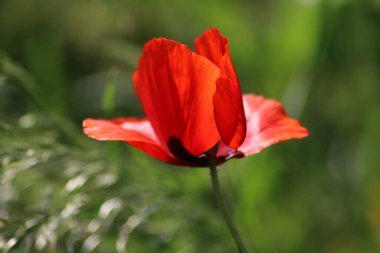 İlkbaharda Gouda yakınlarındaki A20 otoyolu boyunca vahşi doğada kırmızı haşhaş çiçeği.