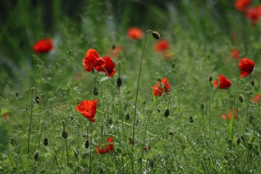İlkbaharda Gouda yakınlarındaki A20 otoyolu boyunca vahşi doğada kırmızı haşhaş çiçeği.