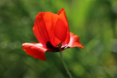 İlkbaharda Gouda yakınlarındaki A20 otoyolu boyunca vahşi doğada kırmızı haşhaş çiçeği.